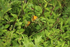 Colias fieldii