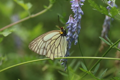 Aporia largeteaui