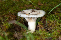 Lactarius resimus