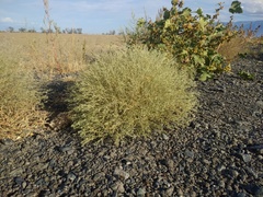 Ceratocarpus arenarius