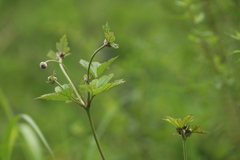 Eriocapitella vitifolia
