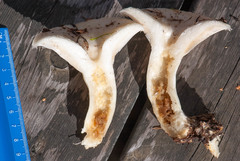 Lactarius resimus