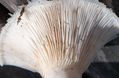 Lactarius resimus