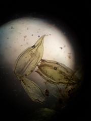 Cryphaea chlorophyllosa