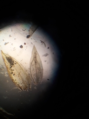 Cryphaea chlorophyllosa