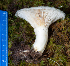 Lactarius resimus