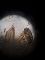 Cryphaea chlorophyllosa