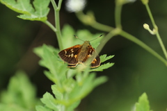 Ochlodes subhyalina