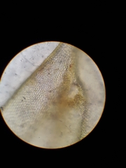 Cryphaea chlorophyllosa