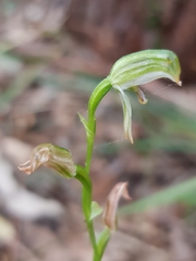 Pterostylis longifolia