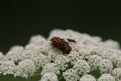 Graphosoma rubrolineatum