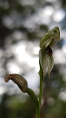 Pterostylis longifolia
