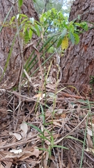 Pterostylis longifolia
