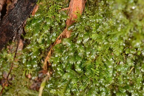 Fissidens oblongifolius observed 2020-08-09
