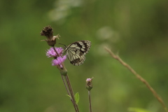 Melanargia meridionalis
