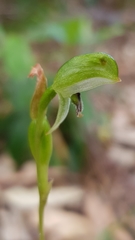 Pterostylis longifolia