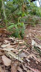 Pterostylis longifolia