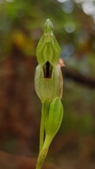 Pterostylis longifolia