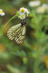 Aporia largeteaui