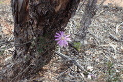 Olearia magniflora