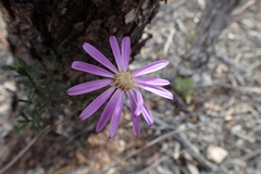 Olearia magniflora