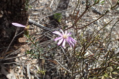 Olearia magniflora