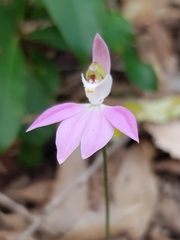Caladenia catenata