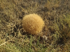 Ceratocarpus arenarius