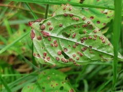Puccinia circaeae