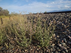 Mentha longifolia asiatica