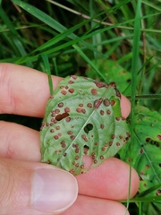 Puccinia circaeae