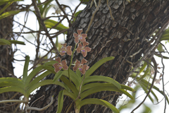 Vanda tessellata