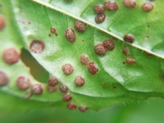Puccinia circaeae