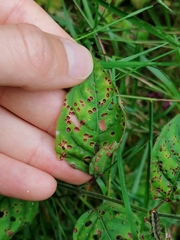 Puccinia circaeae
