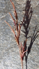 Festuca viviparoidea