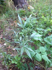 Cannabis sativa spontanea