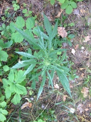 Cannabis sativa spontanea