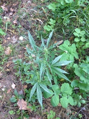 Cannabis sativa spontanea