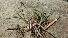 Festuca viviparoidea