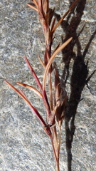 Festuca viviparoidea