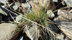 Festuca viviparoidea