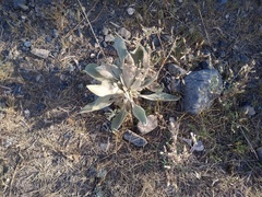 Verbascum songaricum