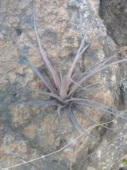 Tillandsia fasciculata