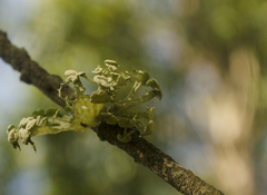 Ramalina sinensis