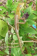 Calotes versicolor