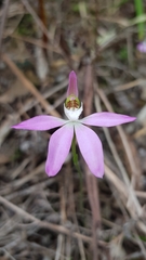 Caladenia catenata