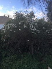 Leptospermum