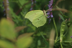 Gonepteryx aspasia