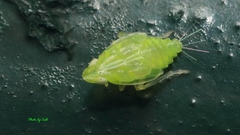 Tropiduchinae