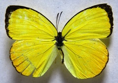 Pyrisitia dina westwoodi